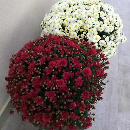 La Pianaccia *